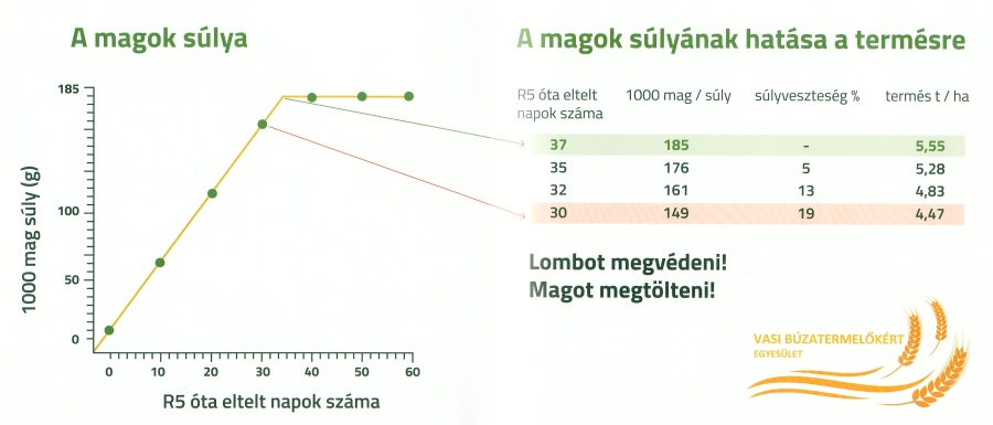 a_magok_sulya