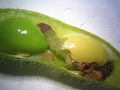 Larvae of etiella or lucerne seed web moth have an appetite for mungbeans and soybeans.