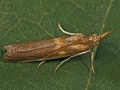 Akacmoly