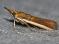 Etiella zinckenella
