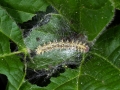 Bogancslepke1