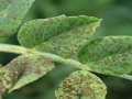 Borso-aszkohitas-Mycosphaerella-pinodes2
