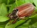 Cserebogar