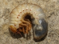 Melolontha melolontha