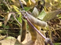 DSCF2876