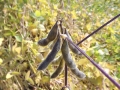 DSCF2892