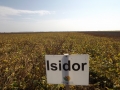 Isidor