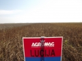 Lucija
