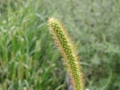 muhar-fako-muhar2