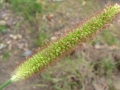 muhar-fako-muhar3