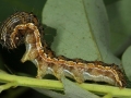 Gyapottok-bagolylepke2