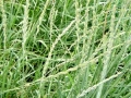 tarackbuza1