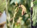 Plant Disease Cover Montage