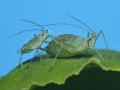 borsoleveltetu1
