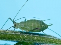 borsoleveltetu2