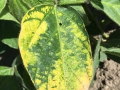 lucerna-mozaik-virus