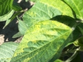 lucerna-mozaik-virus2