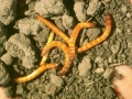 Pattanobogar-drotfereg2