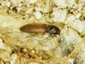 Pattanobogar-mezei1