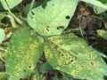 korinesporas1