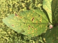 korinesporas2