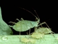 borsoleveltetu3